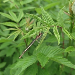 Platycnemis pennipes