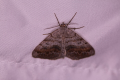 Macaria loricaria