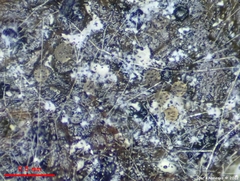 Saccobolus depauperatus