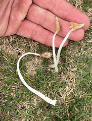 Conocybe deliquescens