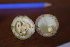 Passifloraceae