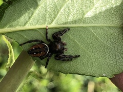 Phidippus