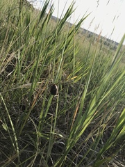 Phyllophaga lanceolata