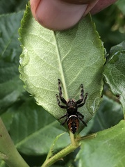 Phidippus