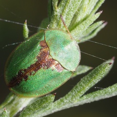 Cassida pannonica