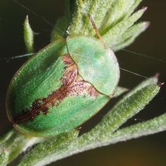 Cassida pannonica