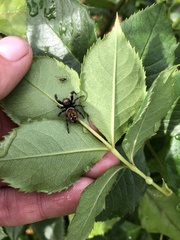 Phidippus