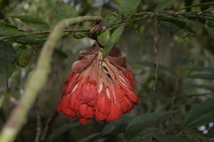 Brownea grandiceps
