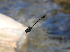 Phyllogomphoides suasus