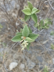 Croton ciliatoglandulifer