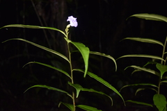 Brunfelsia grandiflora