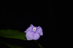 Brunfelsia grandiflora