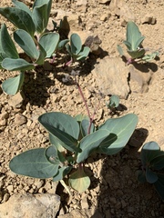 Cycladenia humilis jonesii