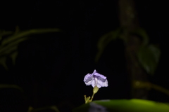 Brunfelsia grandiflora