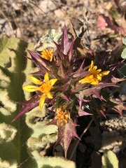 Scolymus hispanicus