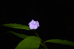Brunfelsia grandiflora