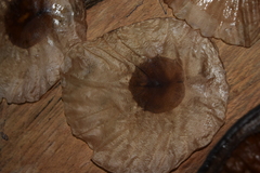 Aspidosperma