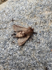 Noctuinae