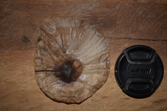 Aspidosperma