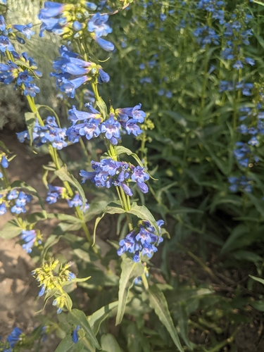 Image of Penstemon watsonii by no rights reserved