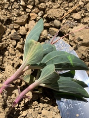 Cycladenia humilis jonesii