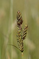 Carex hartmanii