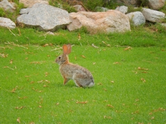 Sylvilagus audubonii