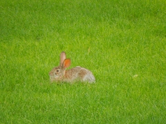 Sylvilagus audubonii