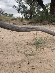Astragalus ceramicus ceramicus