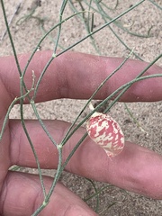 Astragalus ceramicus ceramicus