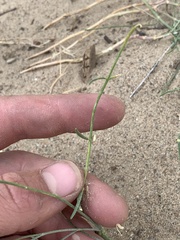 Astragalus ceramicus ceramicus