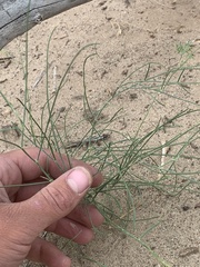Astragalus ceramicus ceramicus