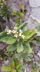 Crataegus gracilior
