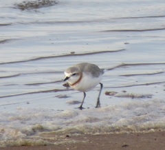 Charadrius pallidus pallidus