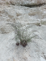 Limonium dichotomum
