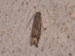 Epiblema minutana