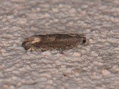 Epiblema minutana