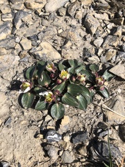 Ranunculus parnassifolius