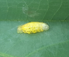 Syrphinae