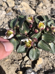 Ranunculus parnassifolius