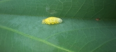 Syrphinae
