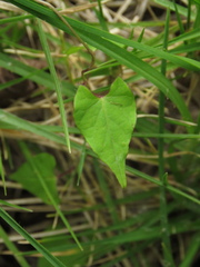 Ipomoea dumetorum