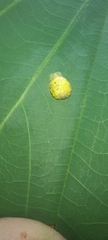 Syrphinae