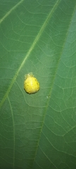 Syrphinae