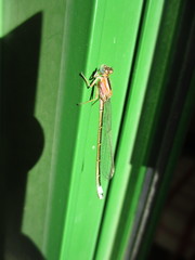 Ischnura saharensis