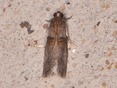 Acrobasis texana