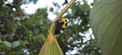 Membracis mexicana