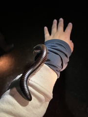 Archispirostreptus gigas