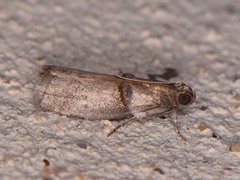 Acrobasis texana