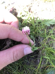 Trifolium thalii